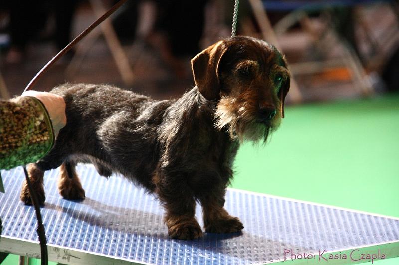 Crufts2011_2 771.jpg